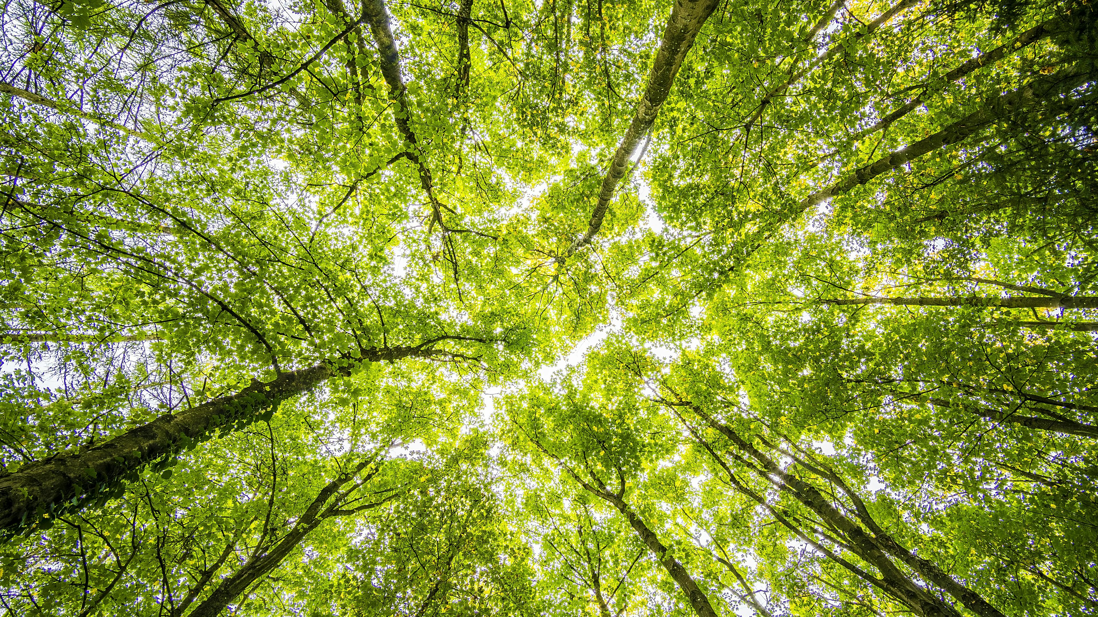 Looking up at green tree canopy in a forest