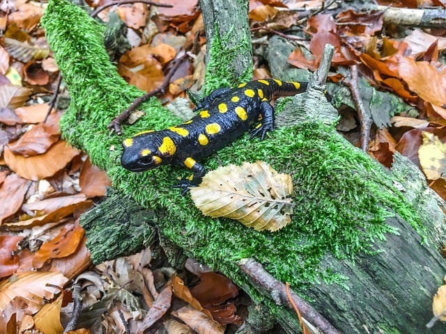 Fire salamander on top of some leaves in a forest.