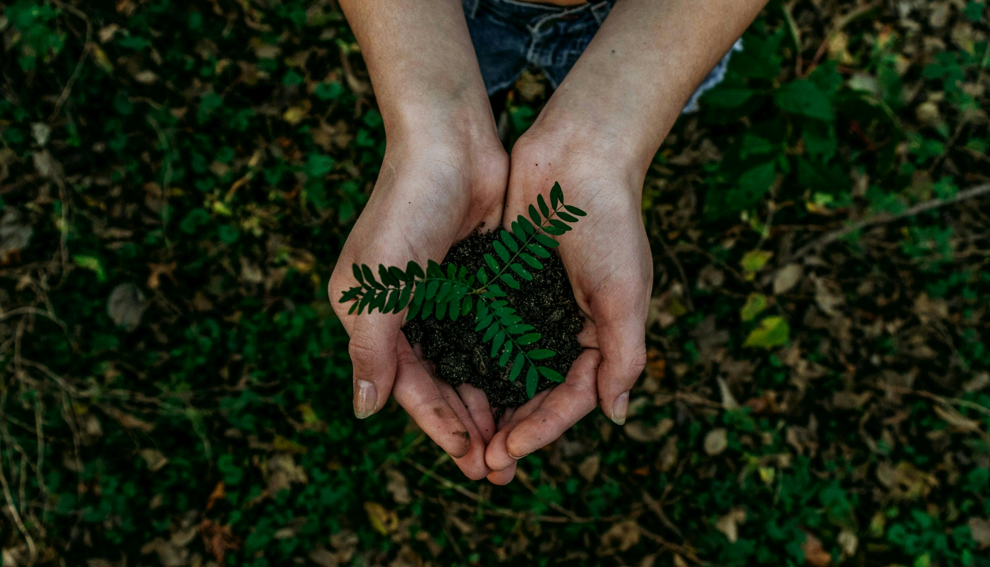Two hands holding a tree seedling above a forest ground. 