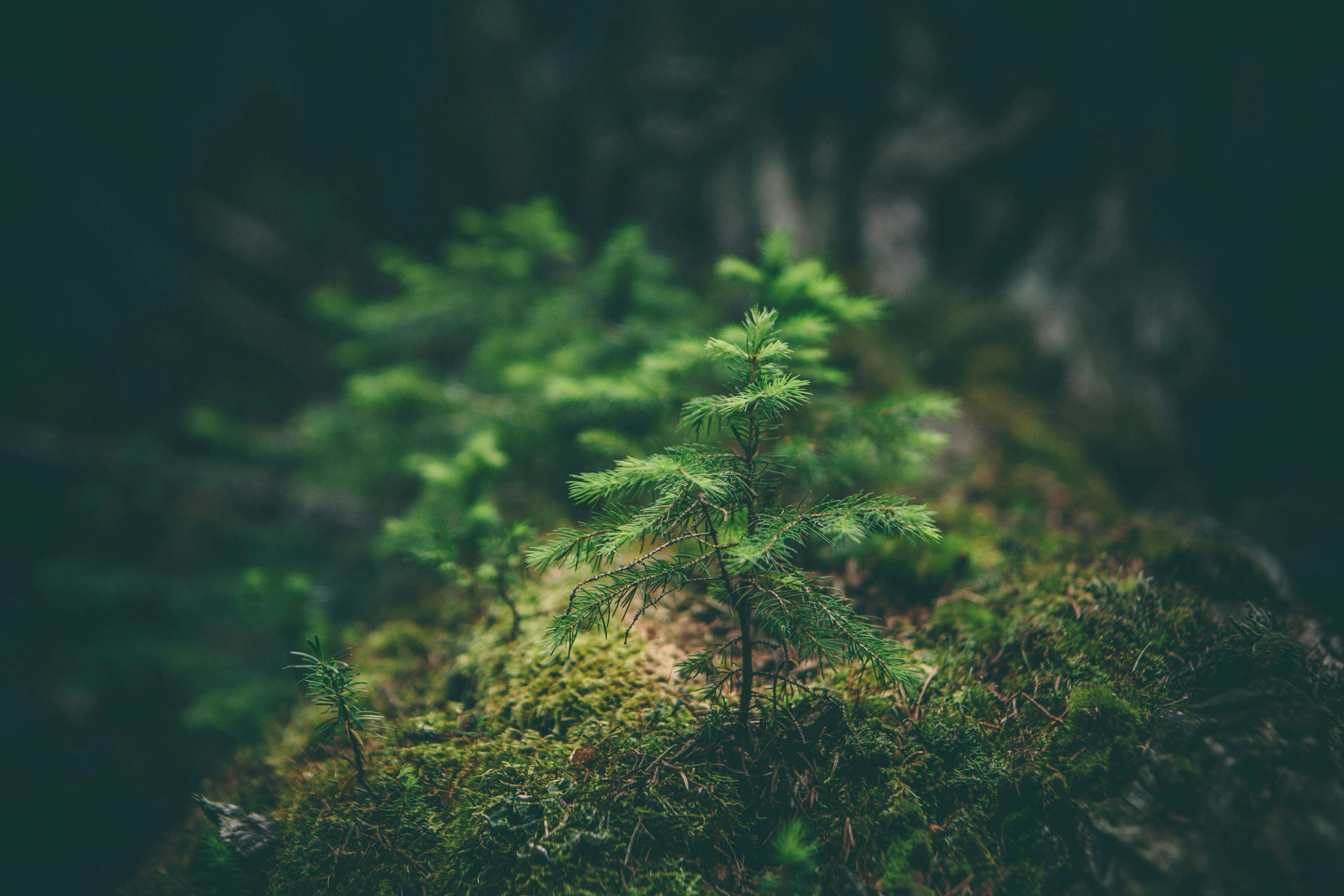 A seedling in a forest 