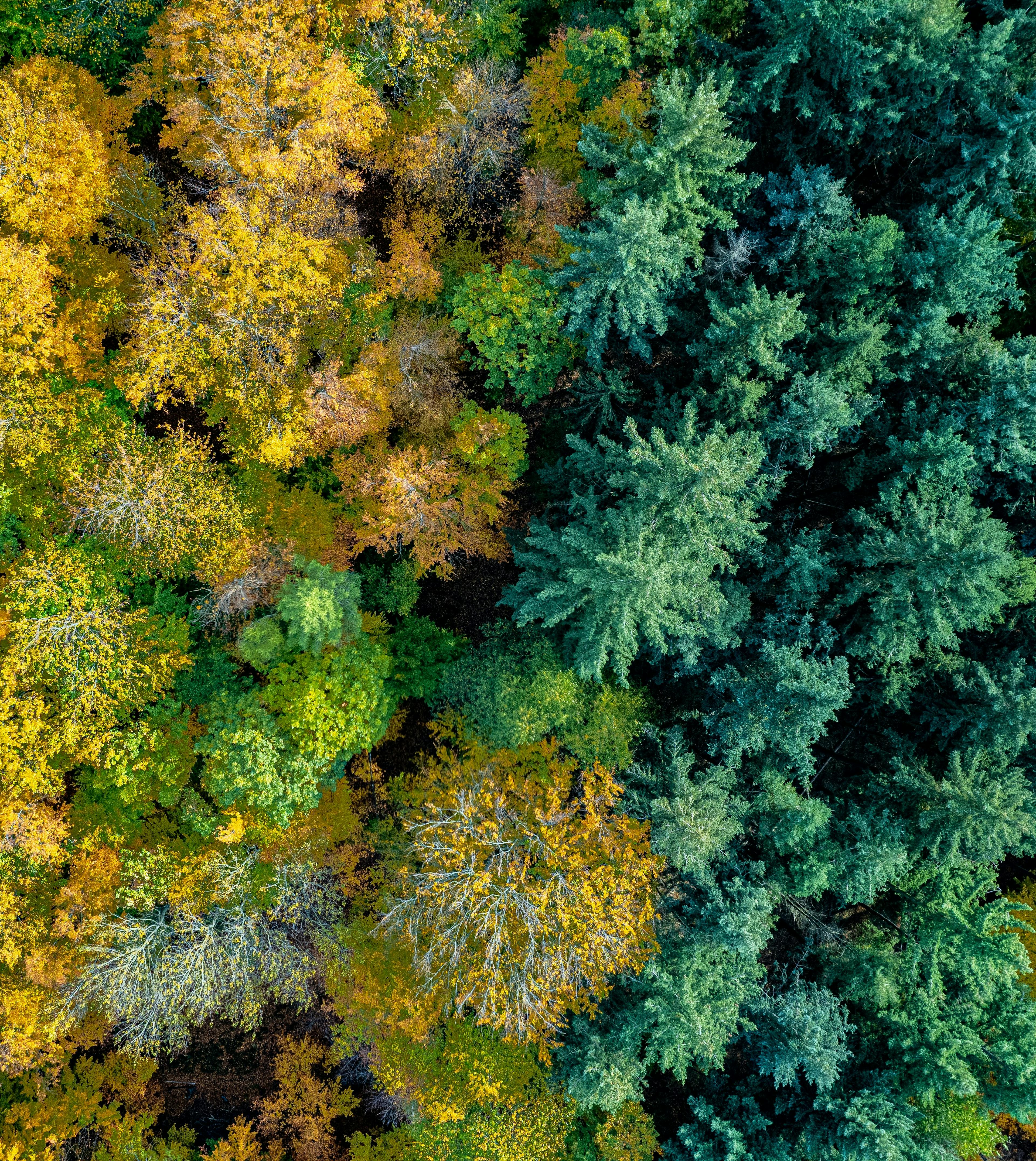 Aerial view of a forest (Photo Credit: Bernd Dittrich_Unsplash)