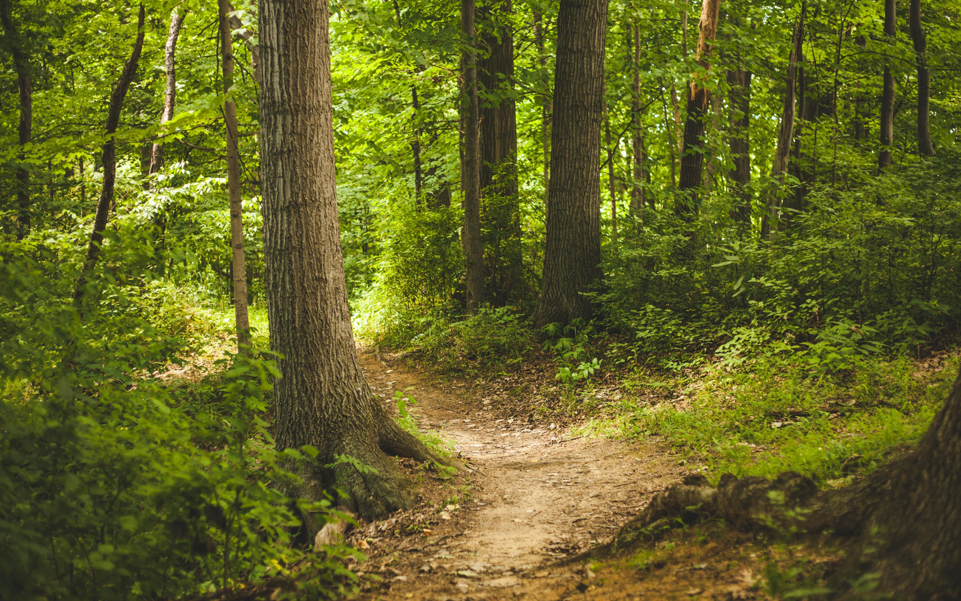 path going through forest