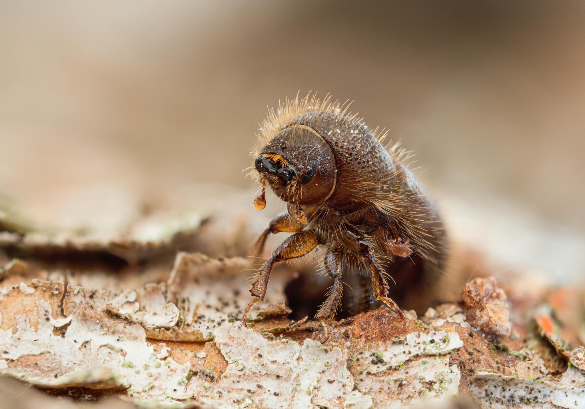 bark beetle