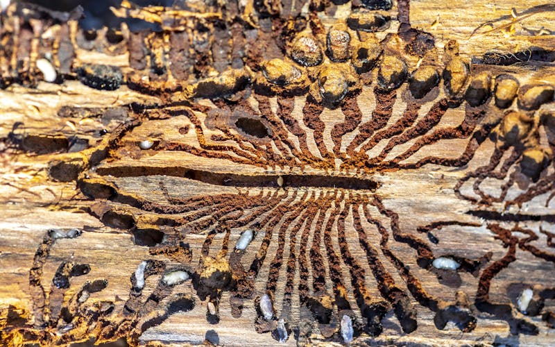 bark beetle infestation