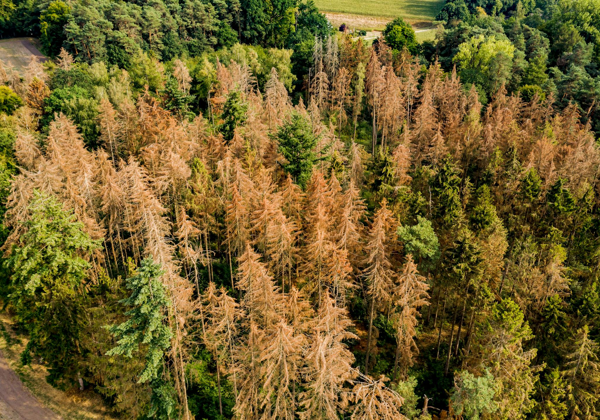 Wald mit Kalamitätsbefall