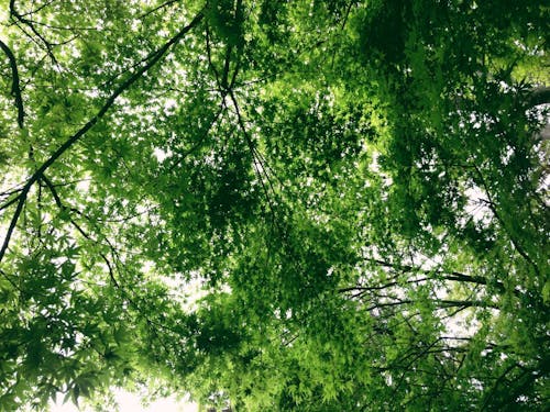 A photograph taken looking up at a lush green Japanese tree canopy. 
