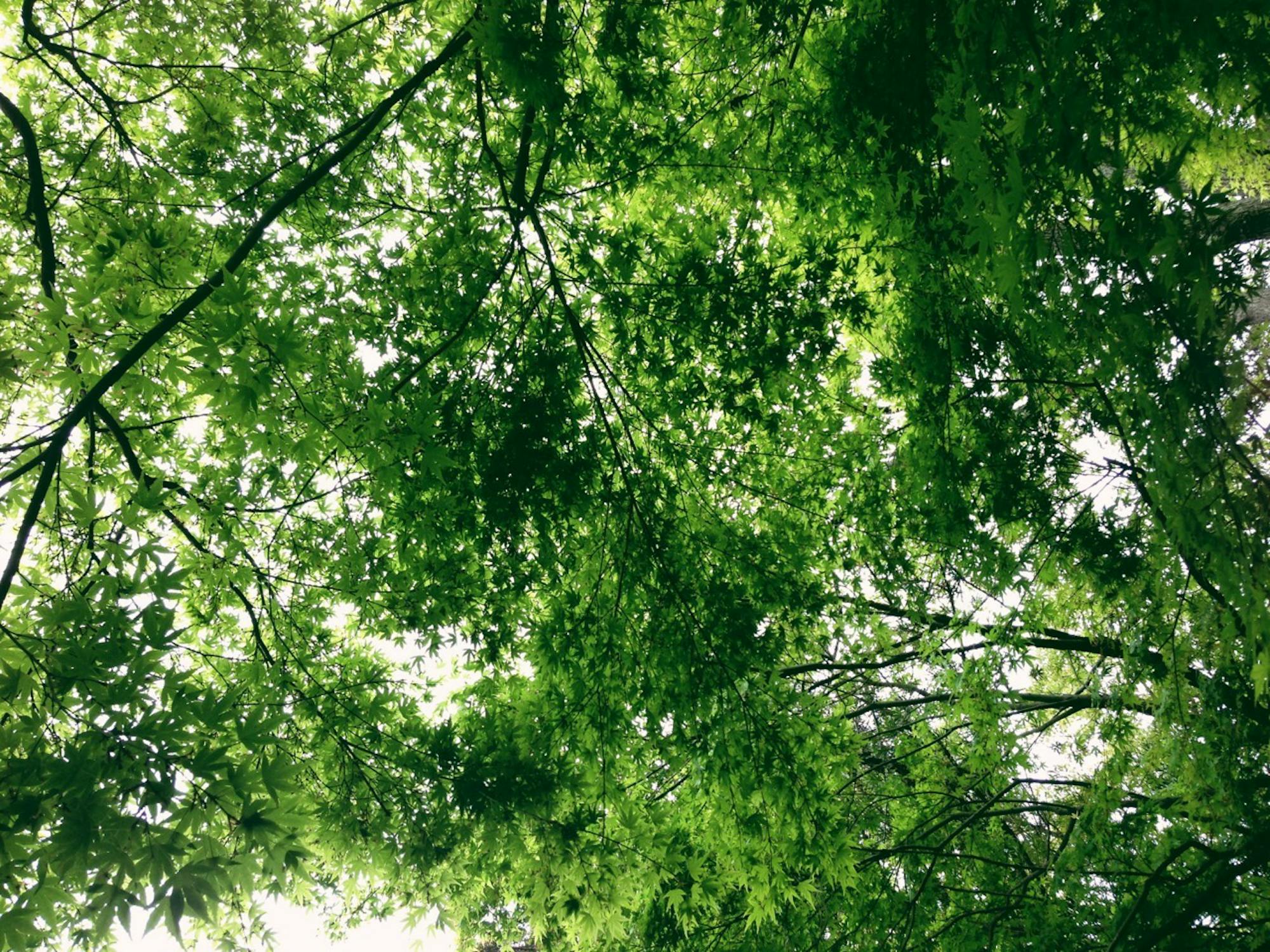 A photograph taken looking up at a lush green Japanese tree canopy.