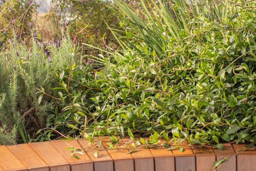 A photograph of lush, green, rambunctious planting in a rooftop garden. The top of a timber seat is visible in the foreground, the background is a tangle of plants.