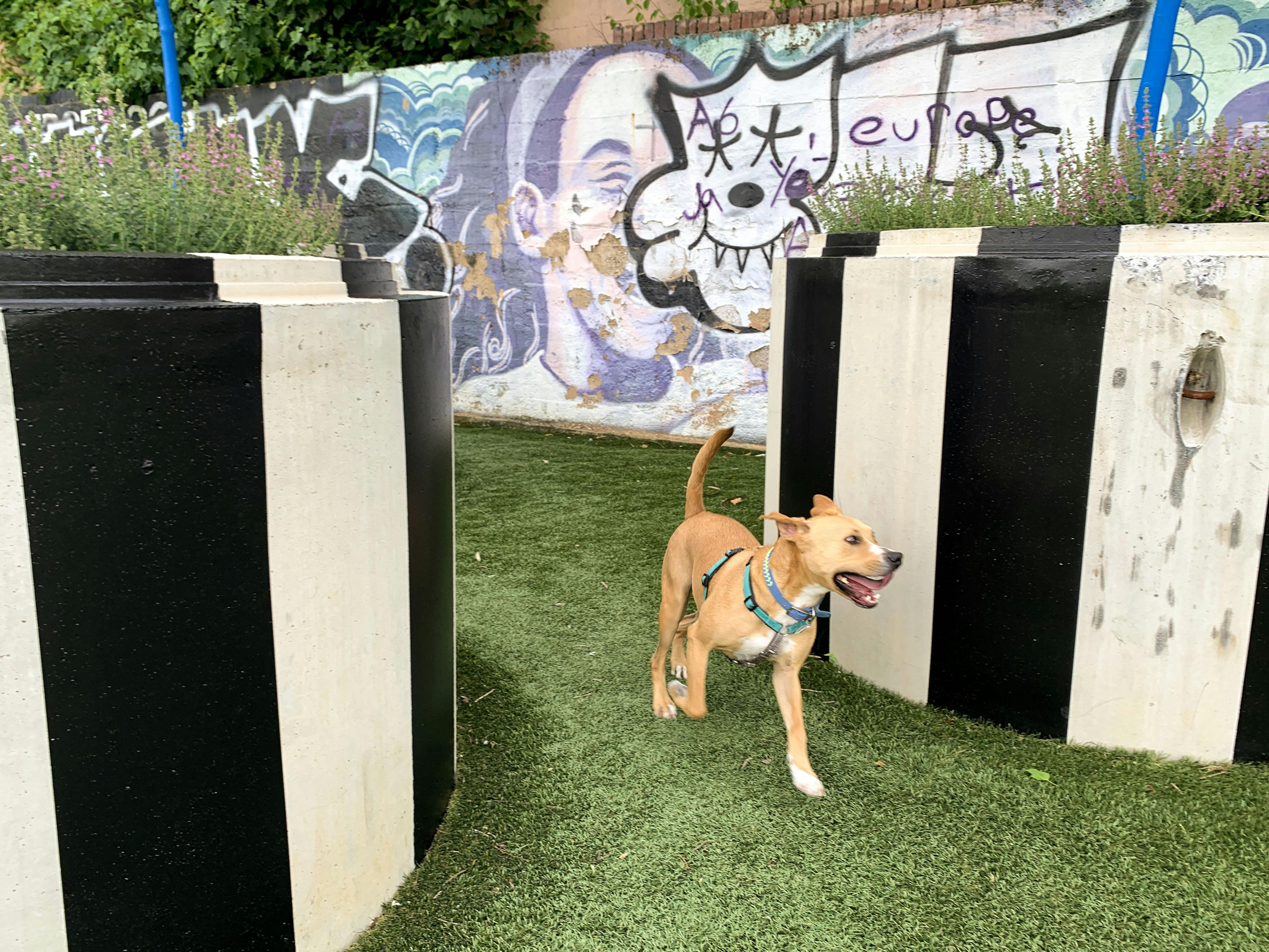 A photograph of a dog running between two large painted planters. The ground is grass. There is a wall of graffiti in the background.