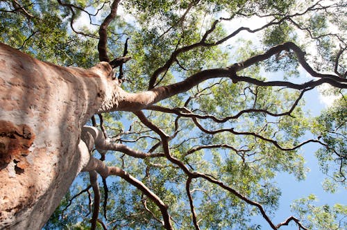 A photograph looking up the trunk of a tree to a sparse canopy above. The tree park is smooth with a red tinge, and the branches are wiggle-y. Blue sky and clouds are overhead. 