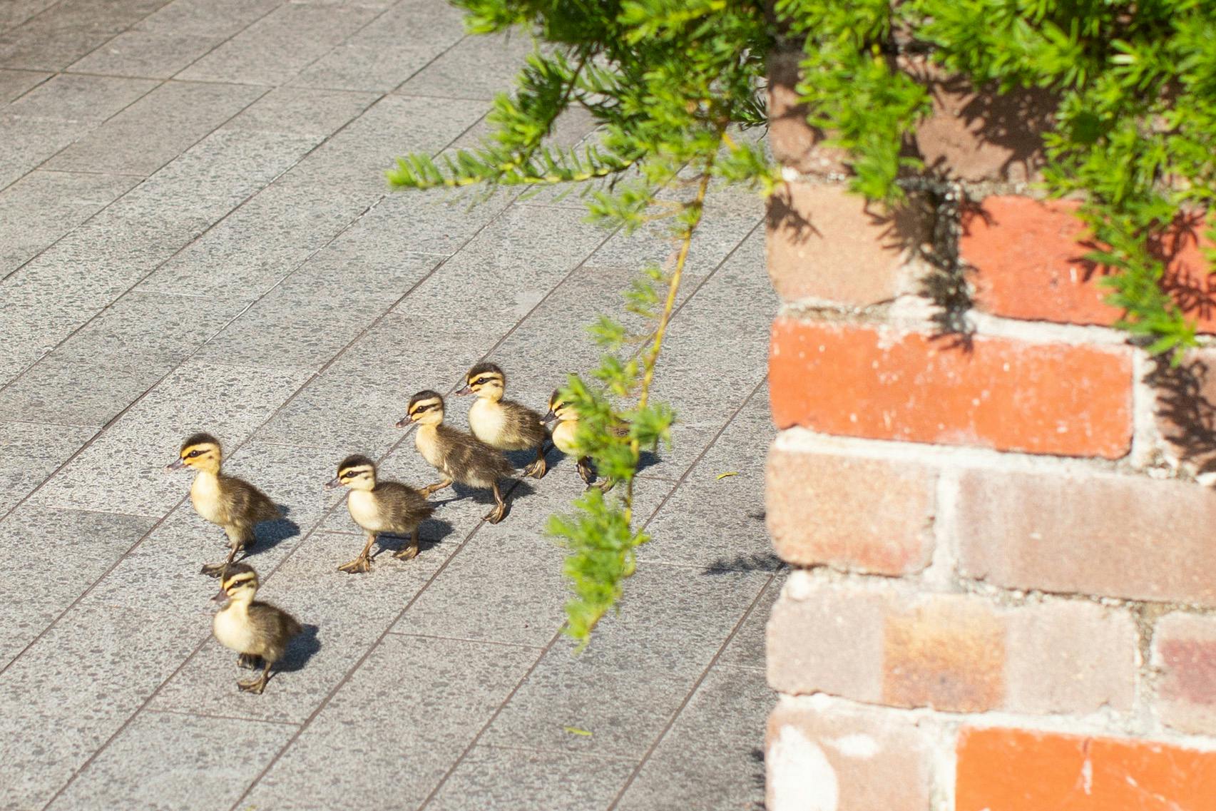A photograph of ducklings walking beside a recycled brick, raised garden bed.