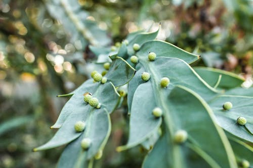 A photograph of leaf textures of plants on Boonwurrung Country.