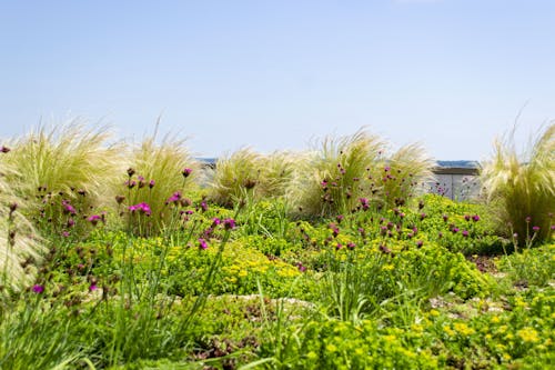A photograph of a sunny roof garden with purple flowers and tall grasses. The sky is pale blue, and a building is visible in the background.
