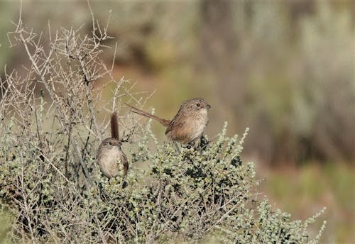 A photograph of two small grey-brown grasswren birds perched on a bush. 