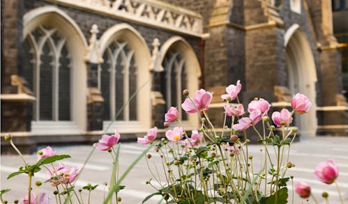 A photograph of pink flowers in an urban setting, out of focus in the background is a heritage bluestone church. 