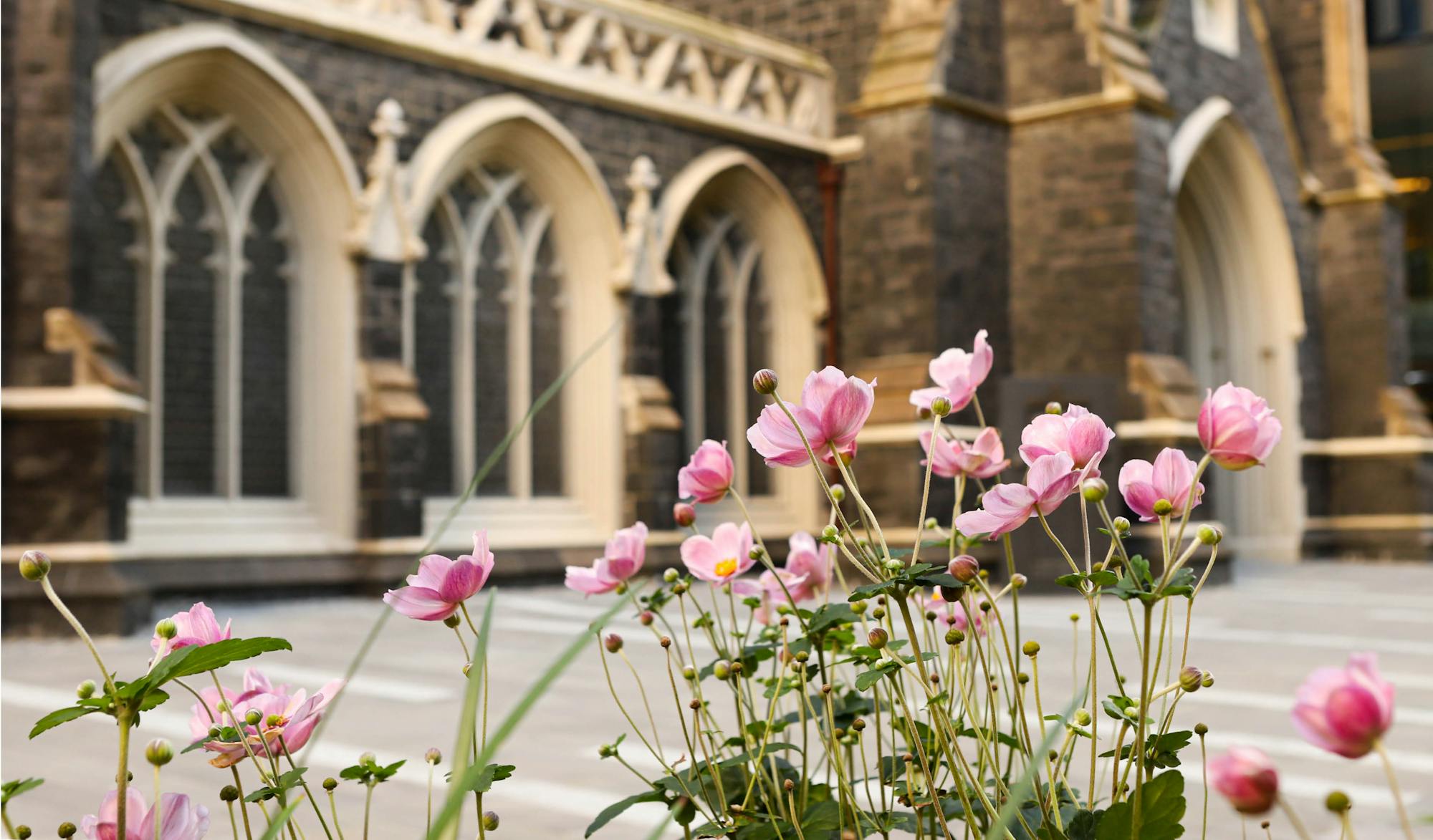 A photograph of pink flowers in an urban setting, out of focus in the background is a heritage bluestone church.