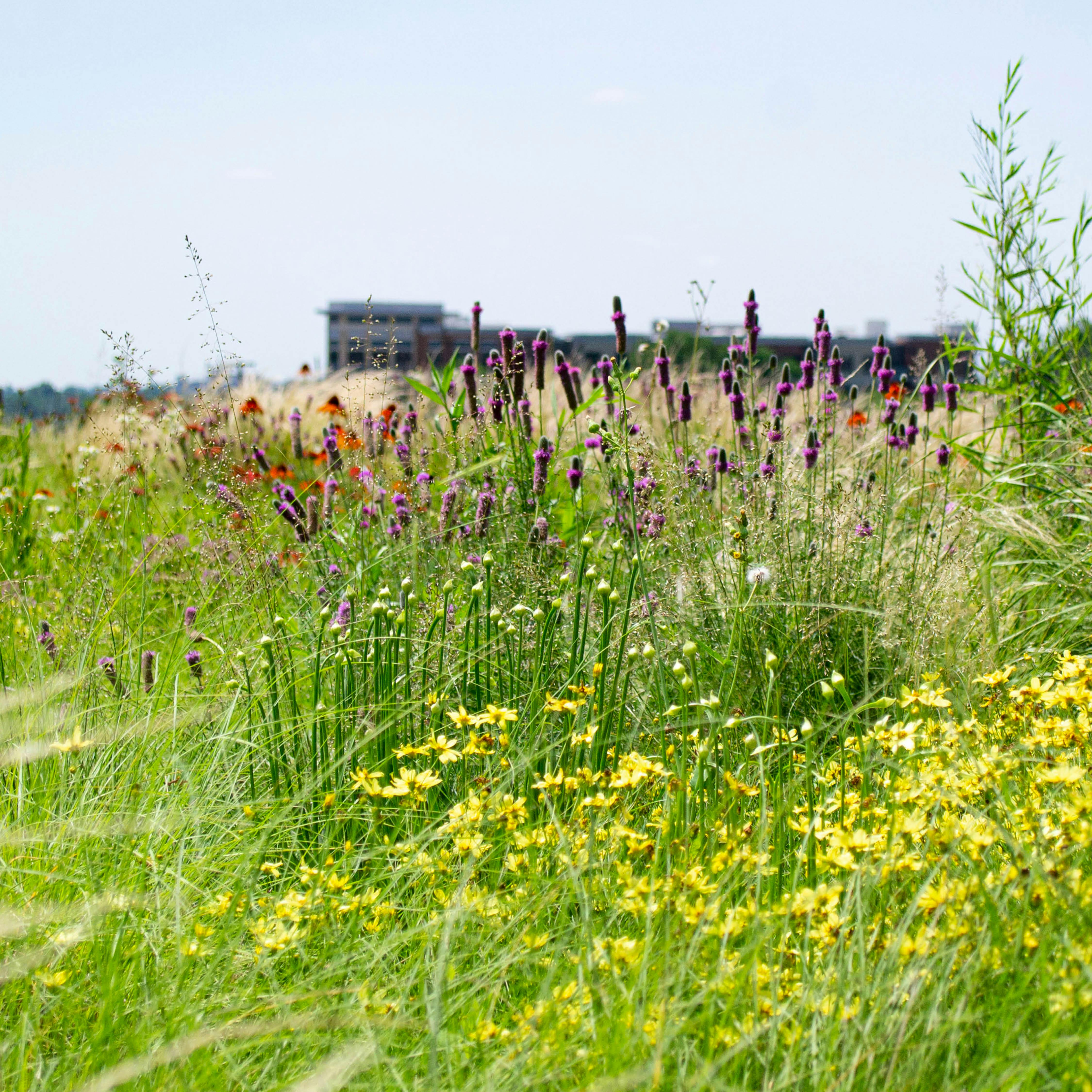 A photograph of a sunny green roof, with meadow style planting. A variety of purple, red, yellow, and white flowers are visible amongst lots of greenery. The top of a building is out of focus in the background.