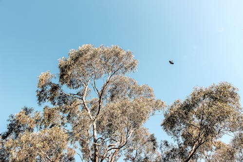 A landscape photograph of euycalyptus tree tops against a dusty blue sky. One flying bird is seen in silhouette. 