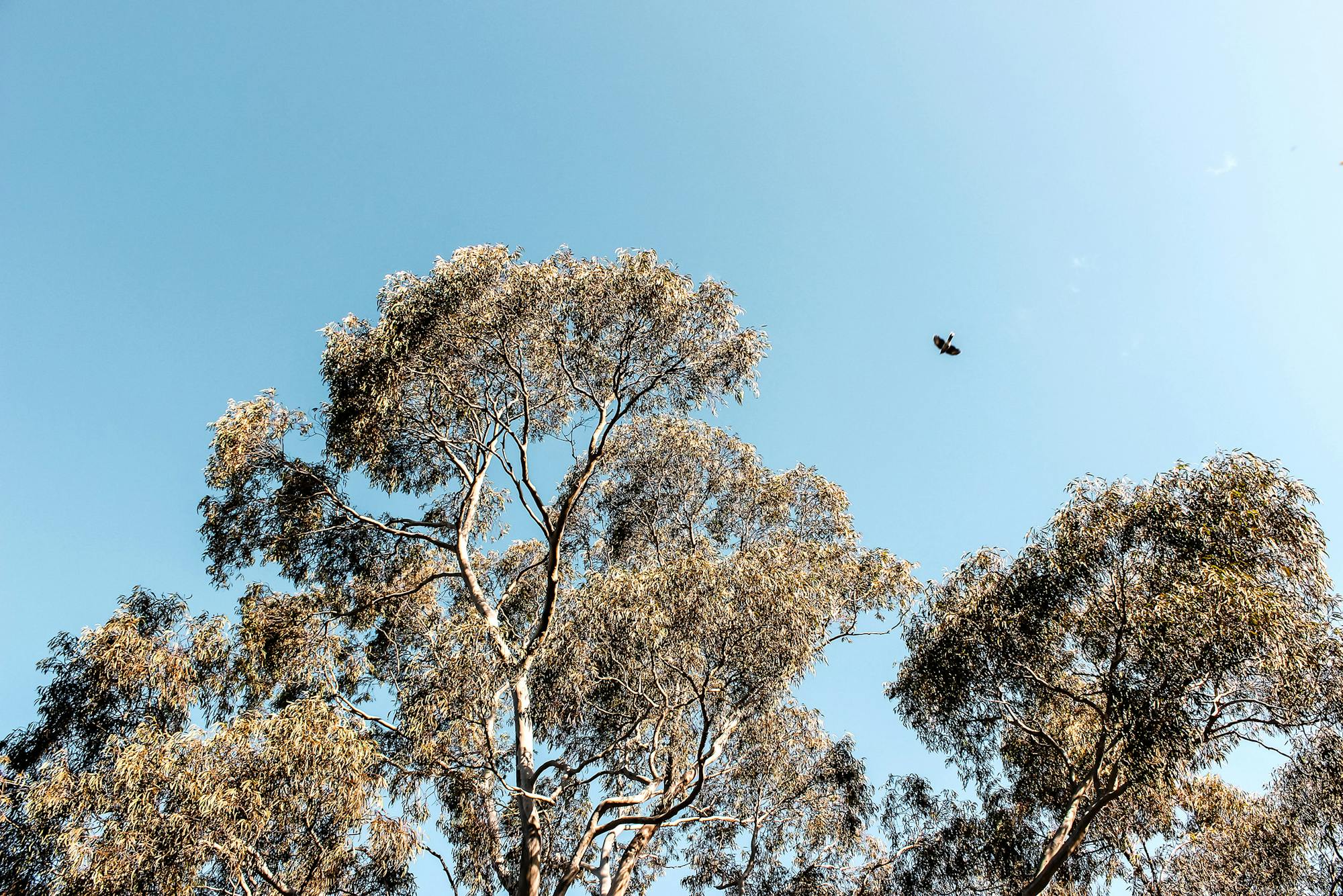 A landscape photograph of euycalyptus tree tops against a dusty blue sky. One flying bird is seen in silhouette.