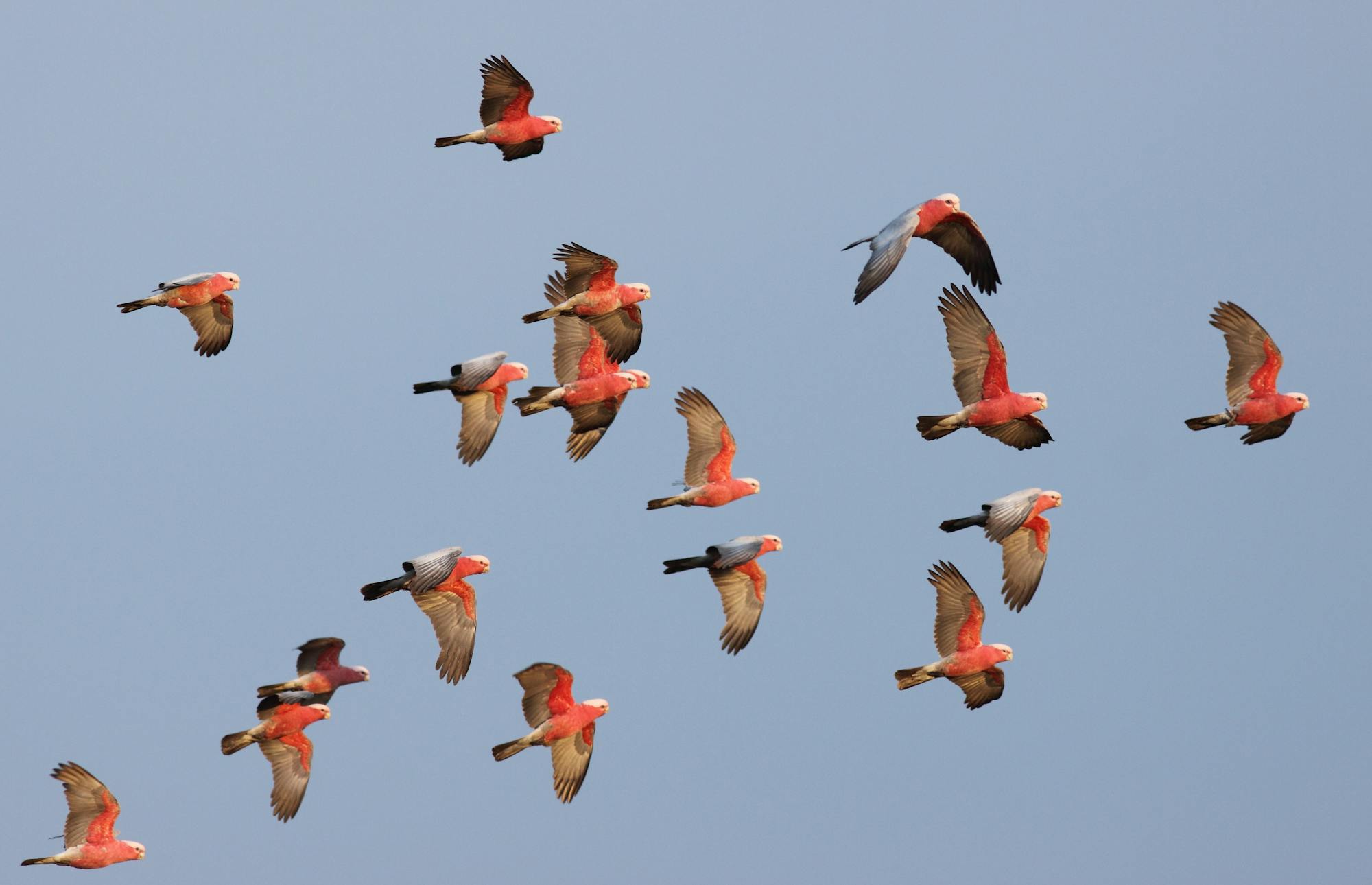 A photograph of flock of eighteen galahs, pink and grey Australian birds, flying across a clear, dusty blue sky. They are lit with warm, low, sunlight.  