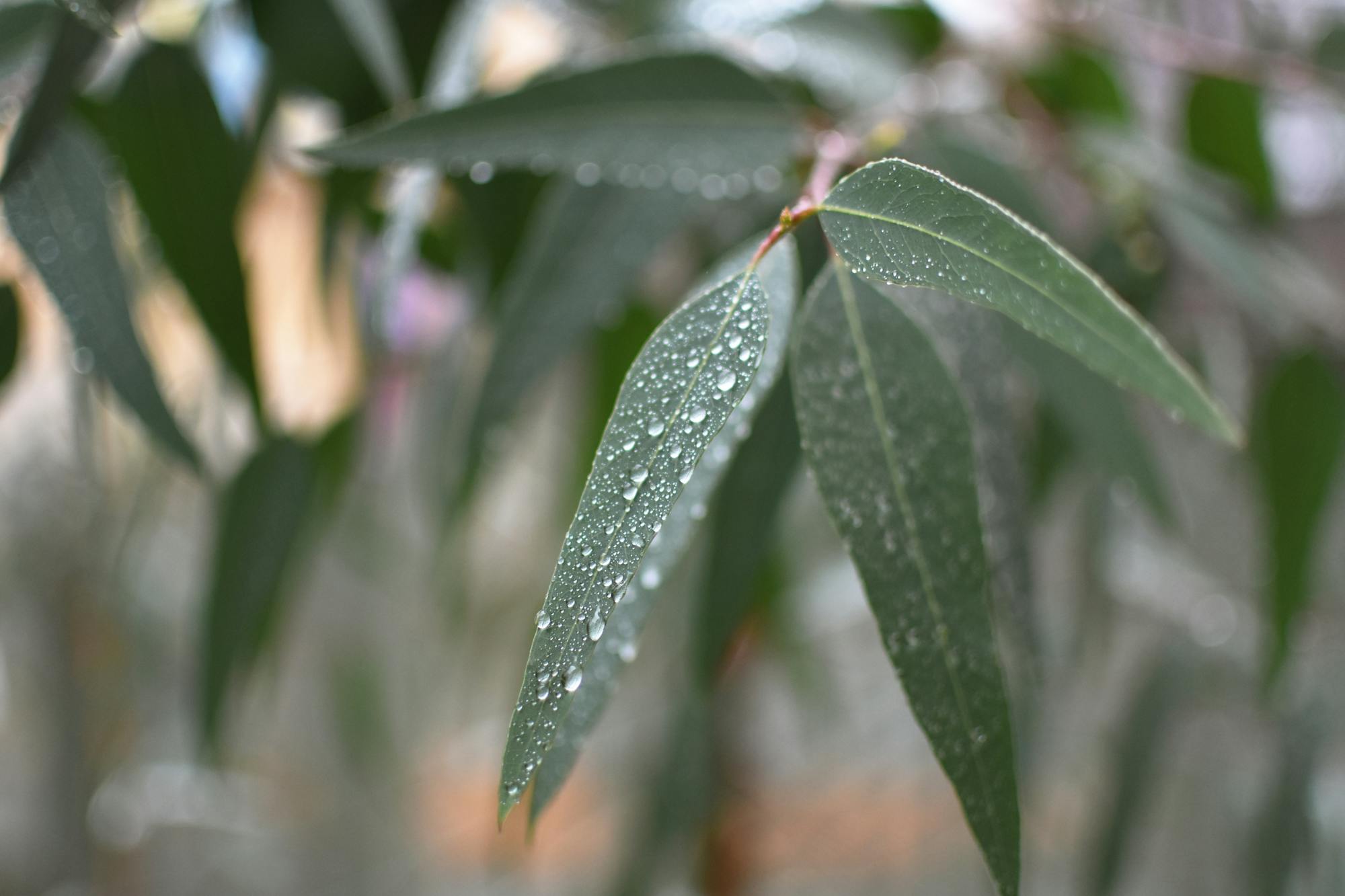 A photograph of a gum leaf covered in raindrops, the dark green leaf is elongated, more eucalyptus tree leaves are out of focus in the background.