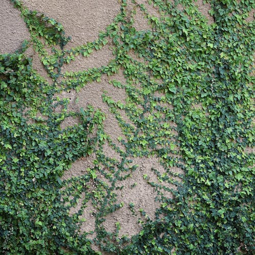 A photograph of a vine with small green leaves climbing up a wall. 