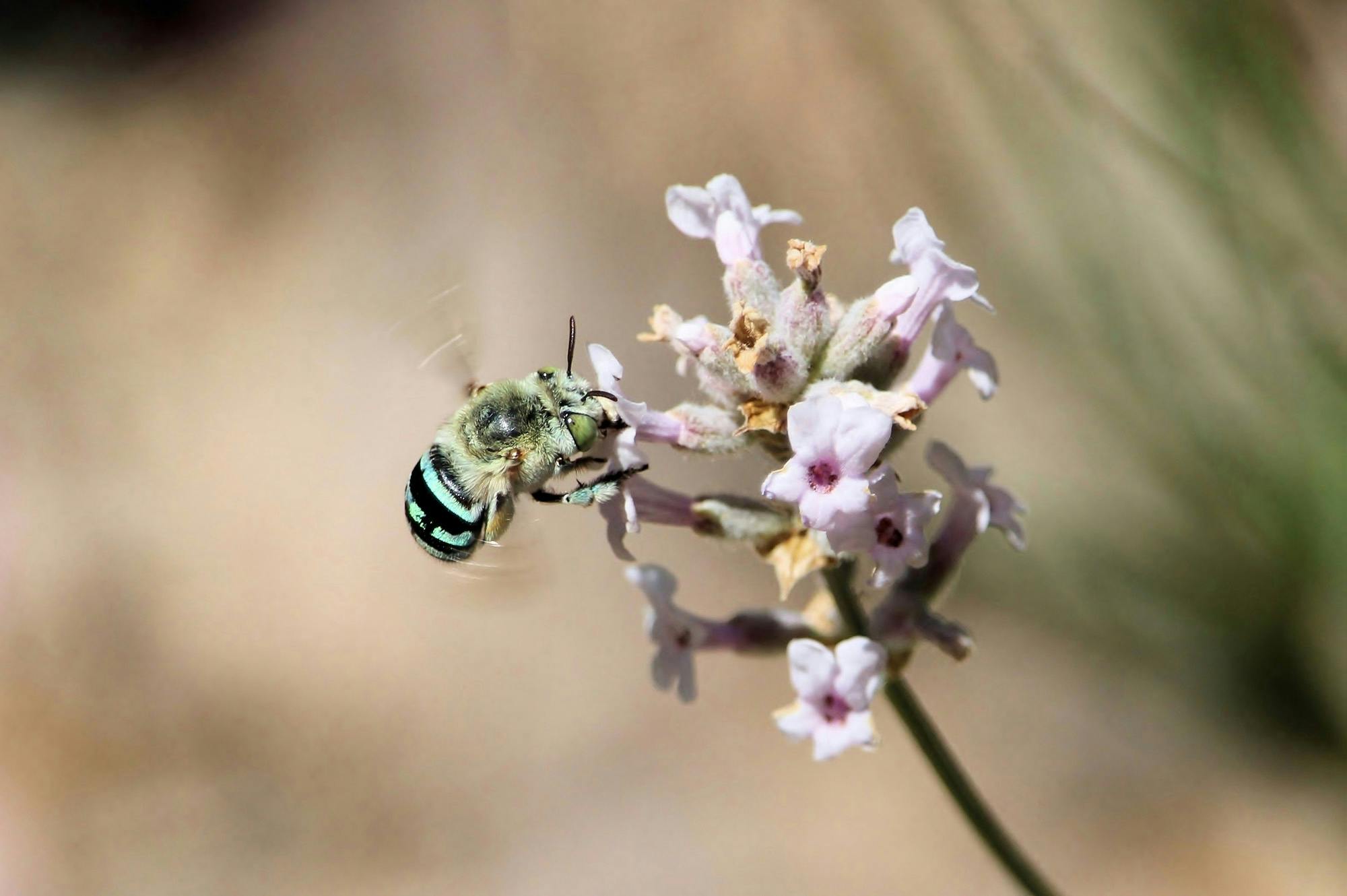 A close-up photograph of a blue banded bee on a flower. The background is out of focus. 