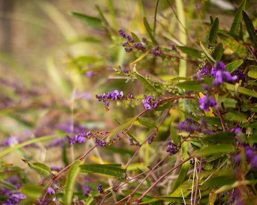 A photograph of a purple flowering vine, native to Australia.
