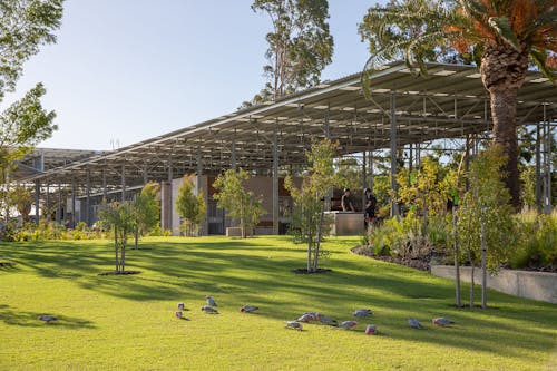 A photo of a public park, with large grass area and shade structures. There is a flock of cockatoos eating on the grass in the foreground. 