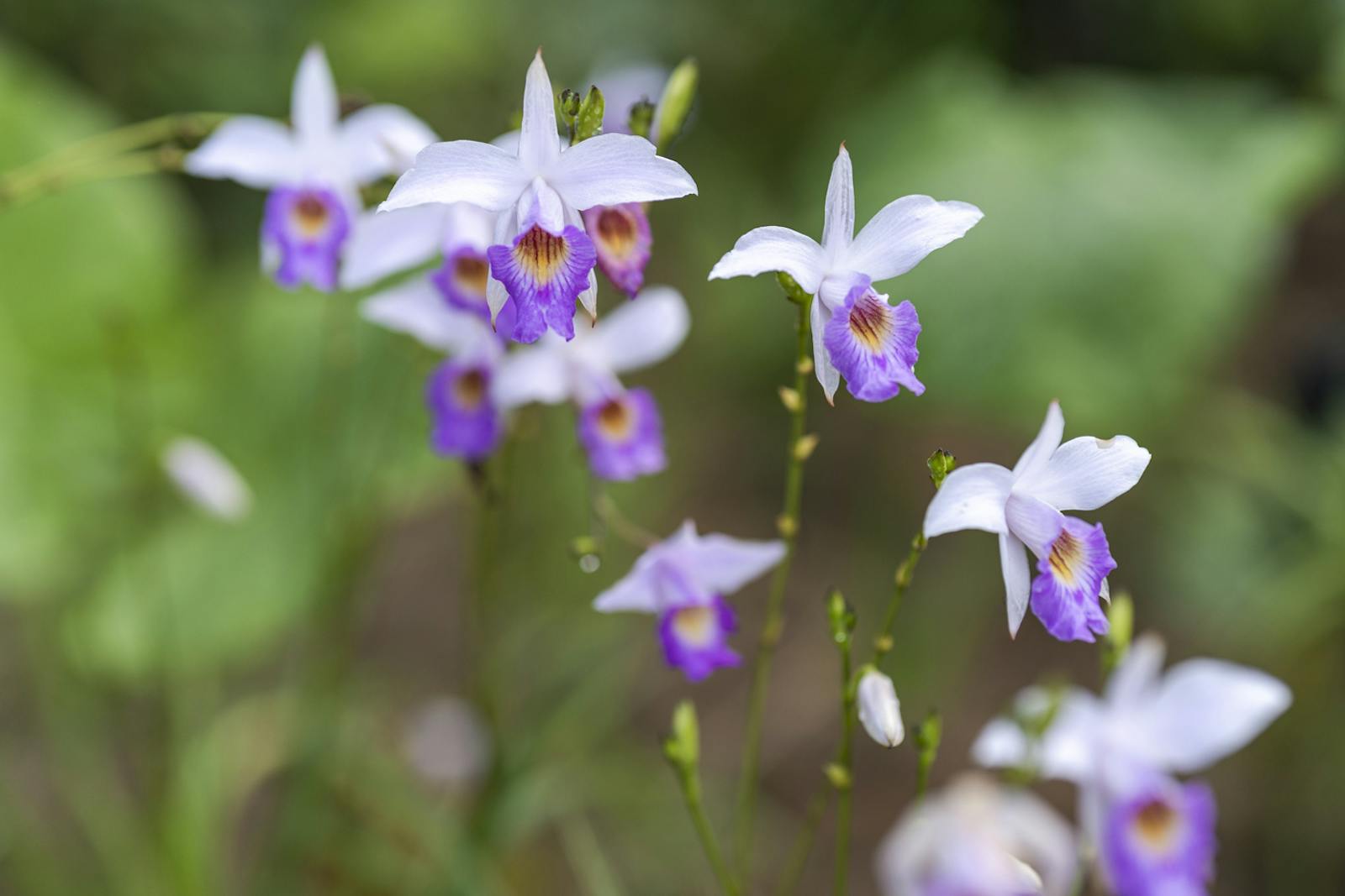 A photo of purple and white flowers with a lush, green, out of focus, background.