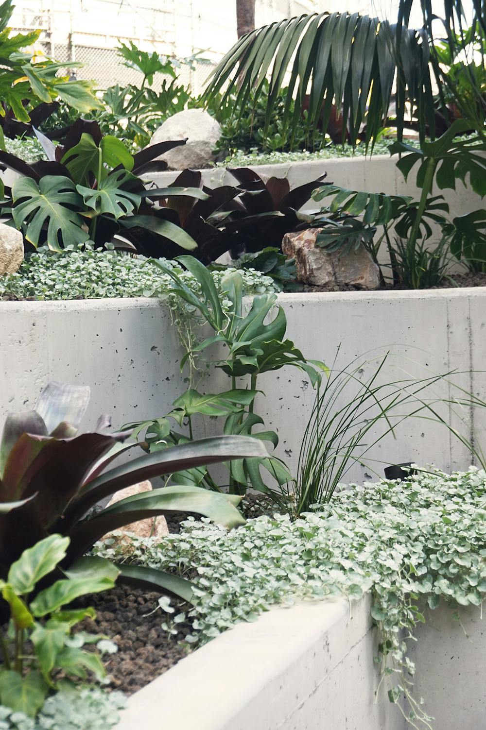 A photograph of planters filled with plants of different leaf colours, textures, and sizes.