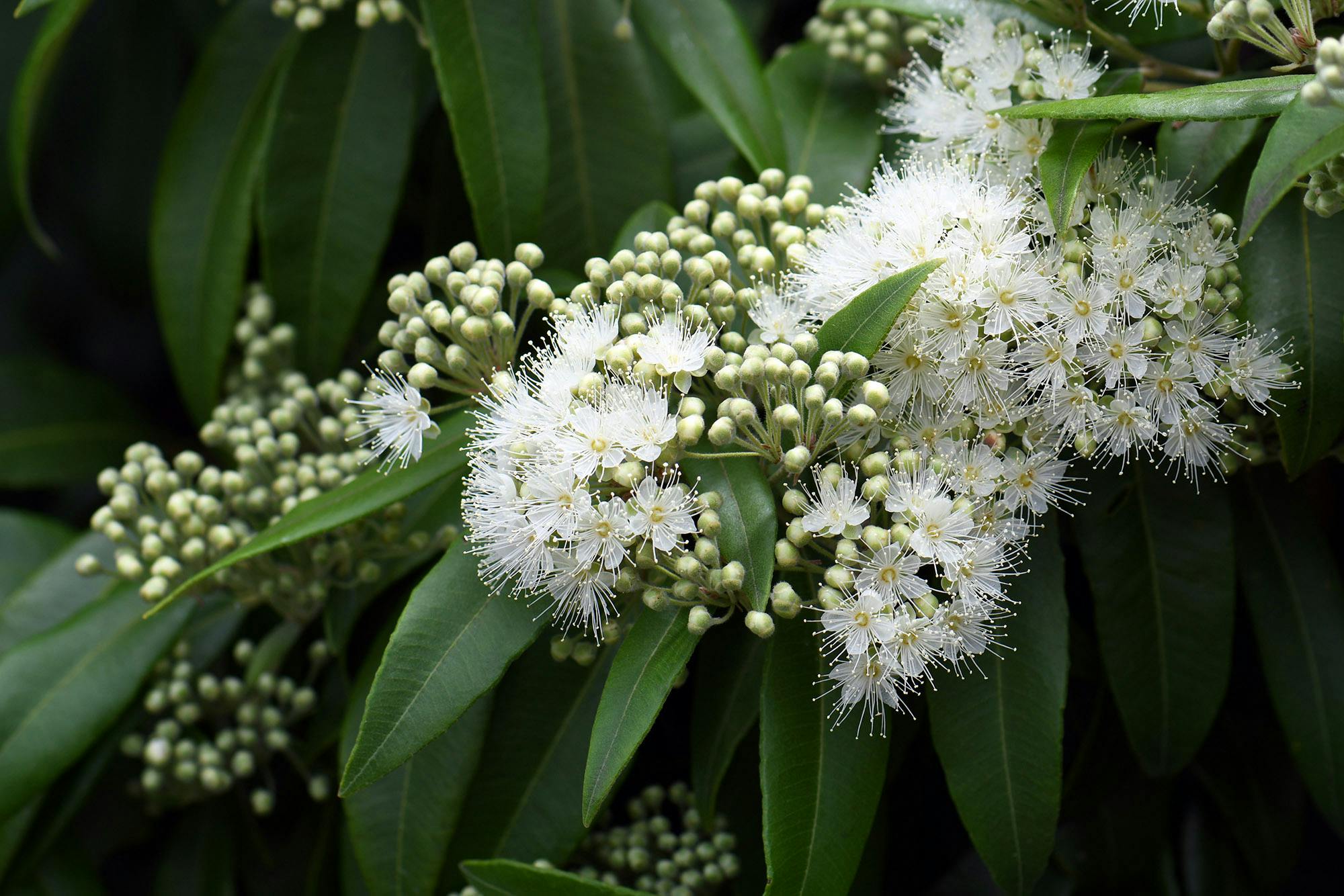 A photograph of a cluster of white, fluffy flowers, pale green buds, and deep green leaves.