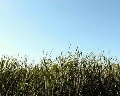 Photograph of long grasses against a pale blue sky.