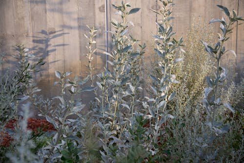 A photo of silver-leafed Australian Native plants against a textured grey wall in afternoon light.