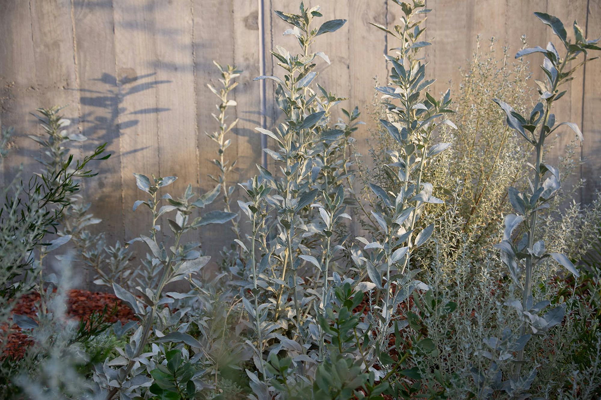 A photo of silver-leafed Australian Native plants against a textured grey wall in afternoon light.