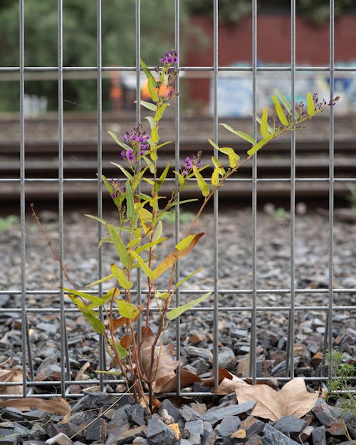 A young vine with purple flowers growing out of rocky ground in front of blurry train tracks.