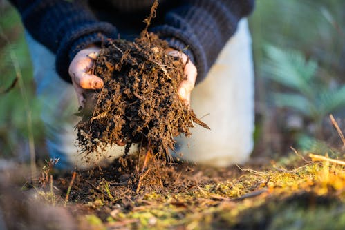 A close up photo of a big handful of soil. A persons thumbs and knees on the earth are visible.