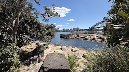 A view through the trees of a calm harbour swimming spot with blue skies and Sydney Harbour Bridge in the background.