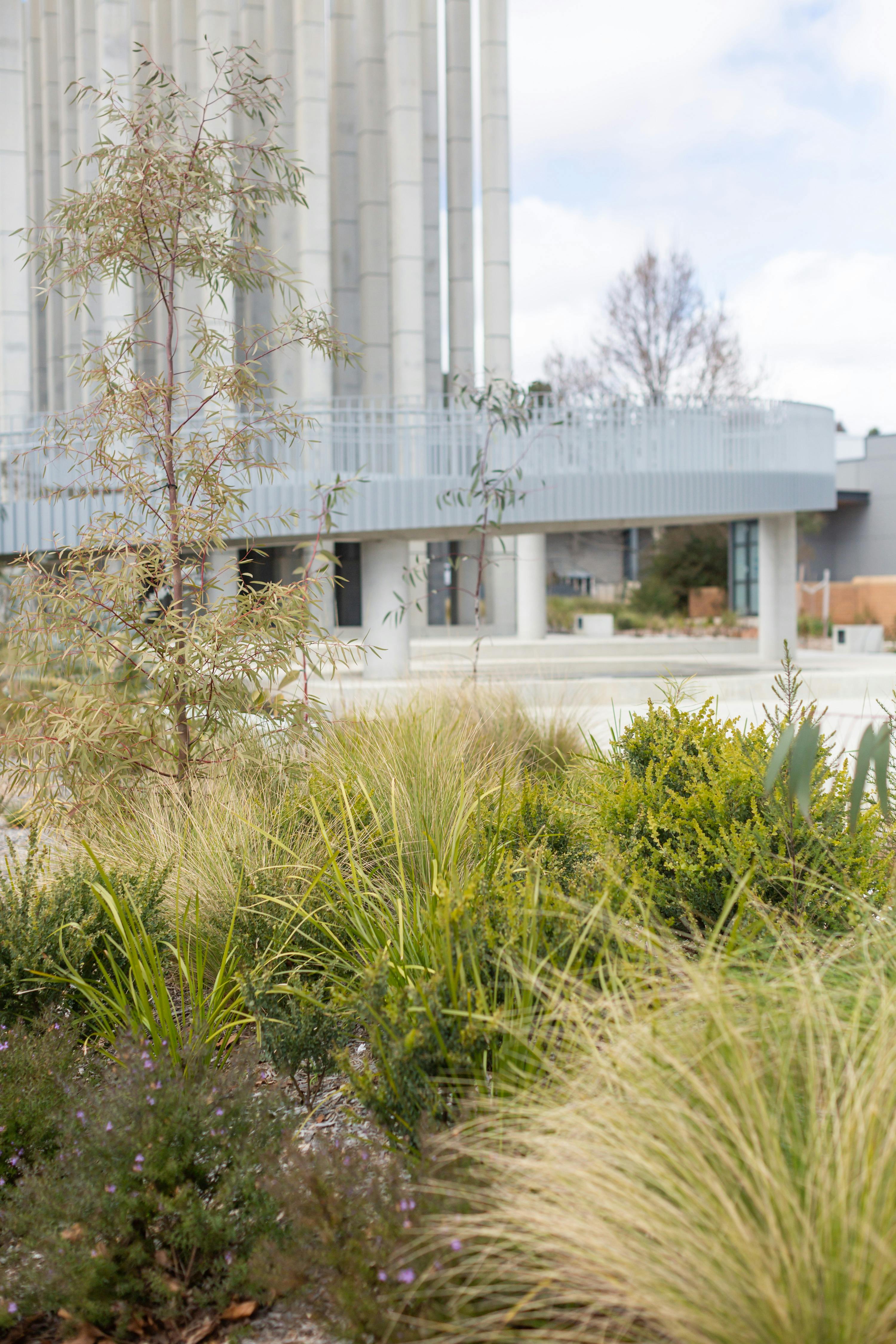 A photograph of the landscape at Dairy Road in Canberra. The bottom half of the image is filled by Australian native plants, in the background a grey structure is visible - the structure is made up of very tall columns clustered together and a curved ramp reaching about a quarter of the way up. 