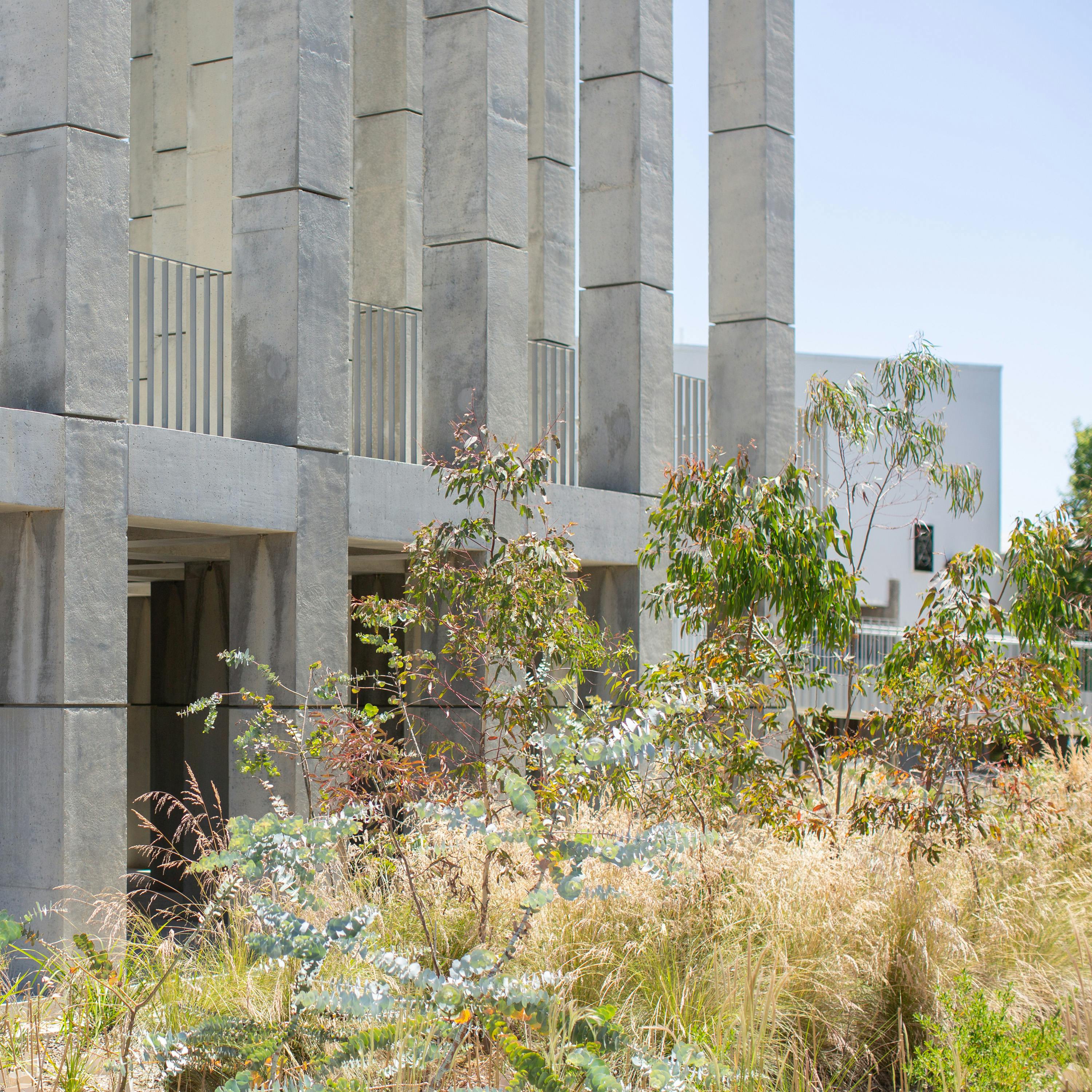 A colour photograph with Australian native planting in the foreground, and a concrete architectural structure in the background. Small tress are surrounded by long grasses and shrubs. A clear sky is visible in the top left corner of the image.