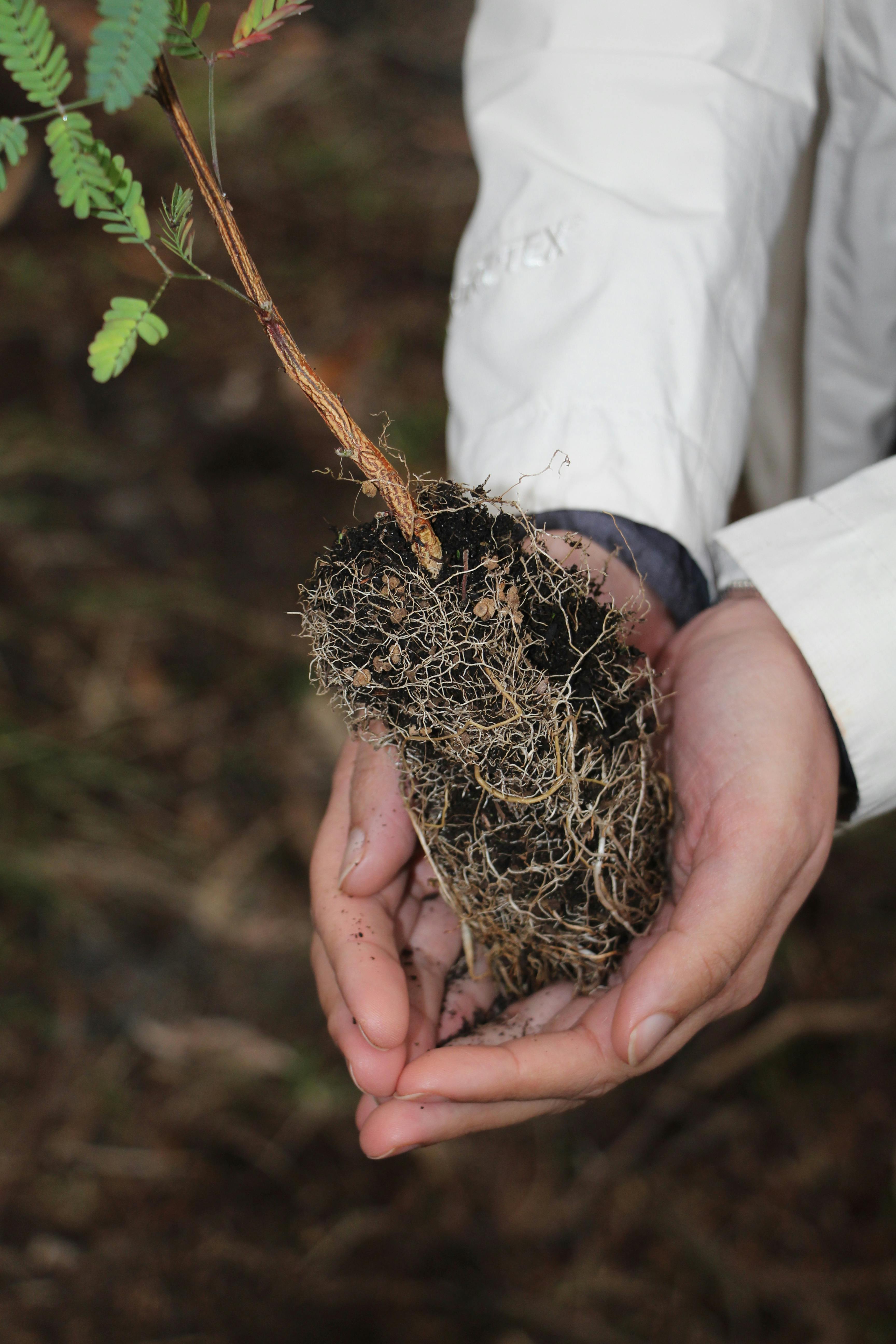 A photograph of hands holding a small tree, the roots are visible. The subject wears a white raincoat sleeves. The background is dirt out of focus. 