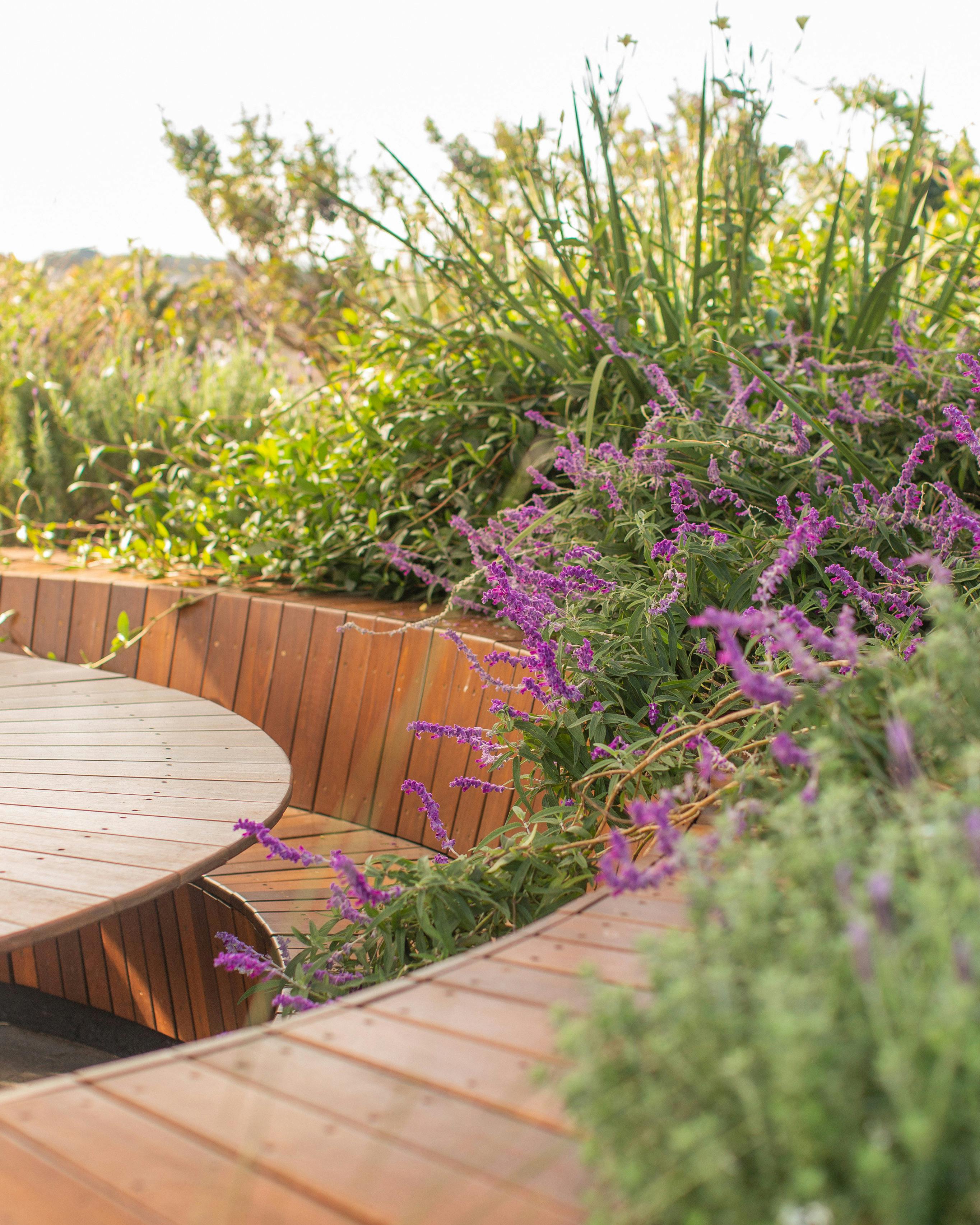 A photograph of plants growing wildly around a curved timber seating area in a rooftop garden. There are various textures and tones of green, as well as bright purple flowers dancing about. 