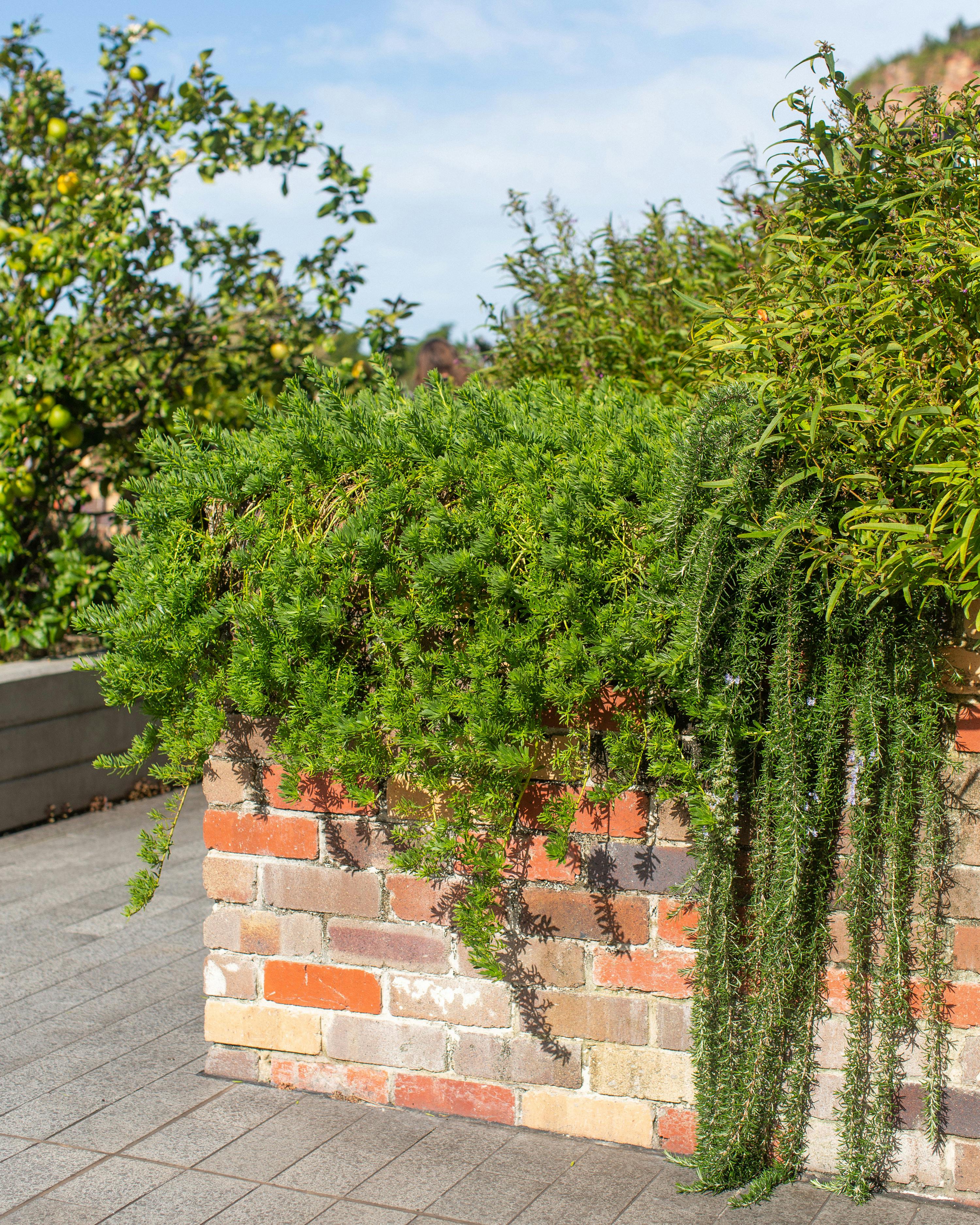 A photograph of plants trailing down the side of recycled brick garden beds.