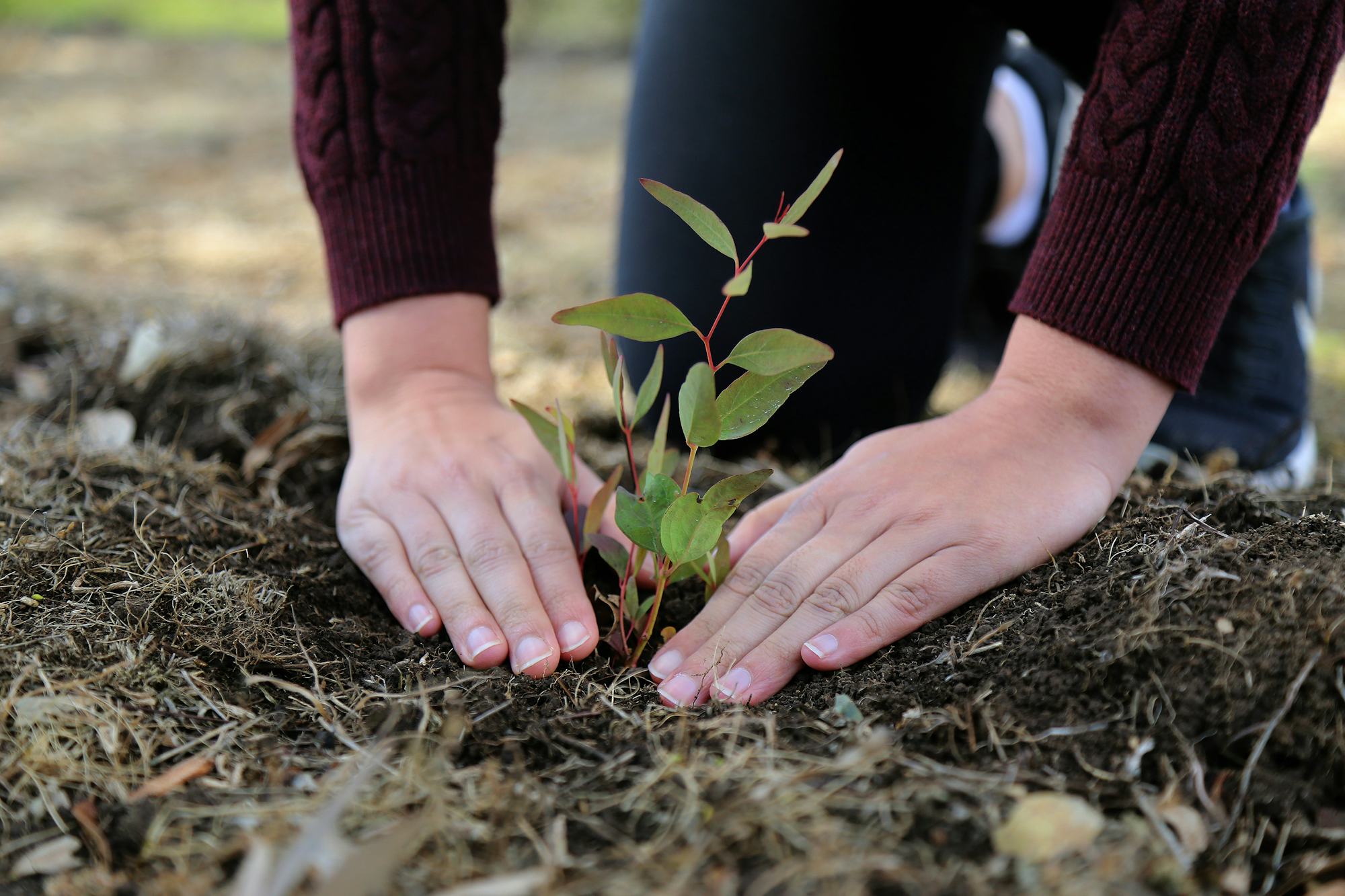 A photograph of person's hands on the ground next to a small Australia native tree.