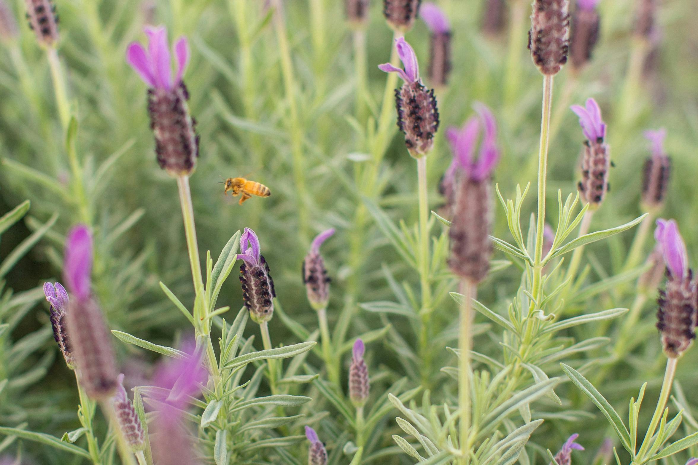 A close photograph of a bee coming into land on bright purple lavender flowers. 