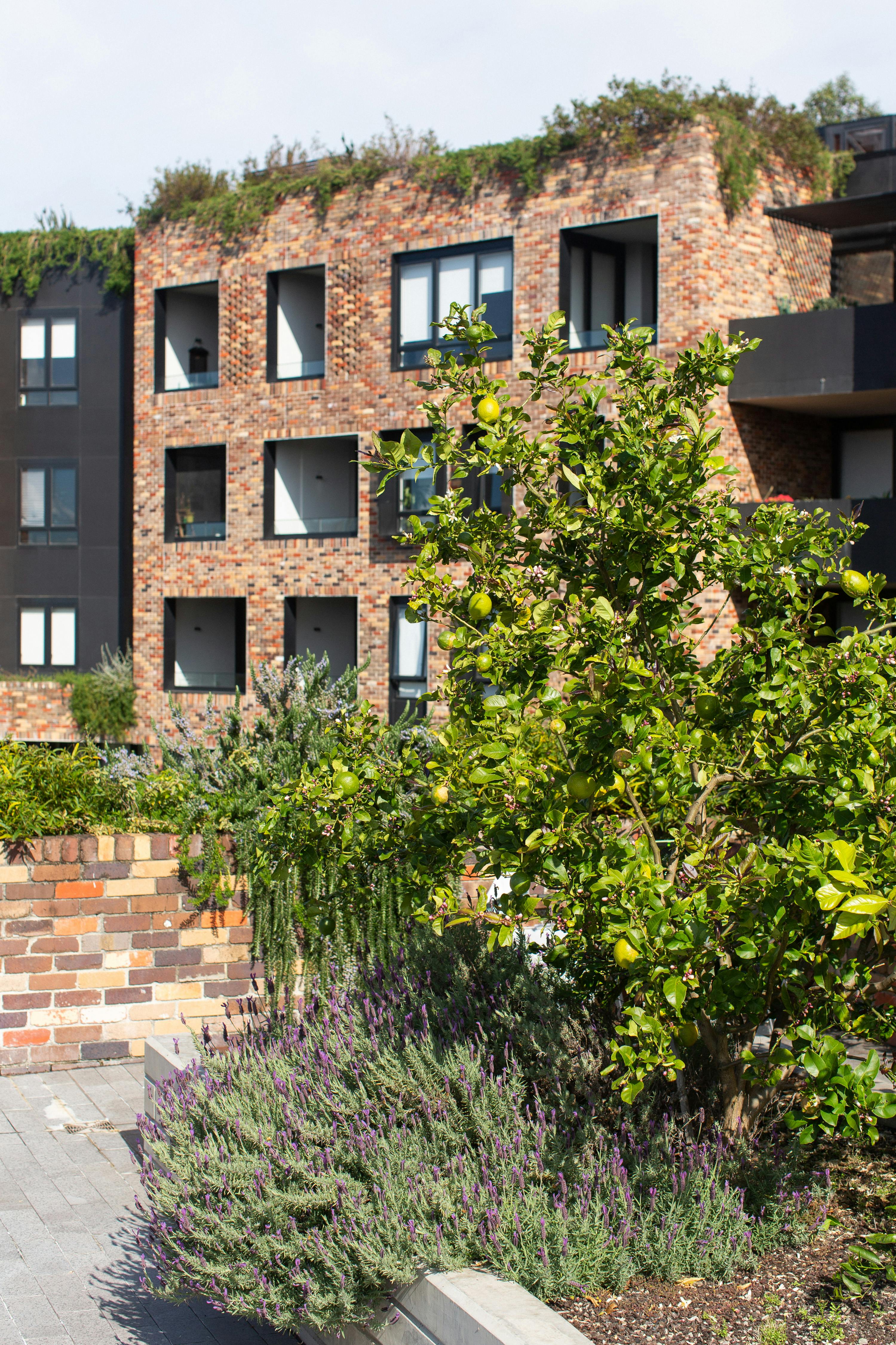 A photograph of a citrus tree, surrounded by herbs, in a communal roof terrace. More of the recycled brick apartment building, and green roof are in the background.