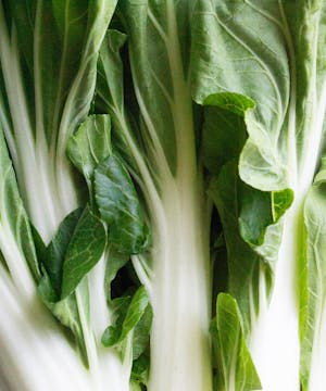 A closeup shot of 3 bok choy. 