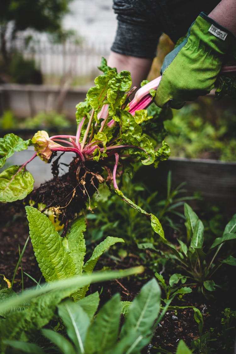 greens being harvested