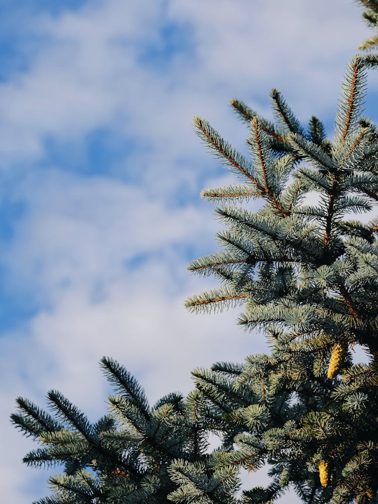 close up Christmas tree with blue sky