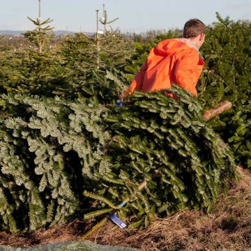 man in an orange jacket carrying a christmas tree